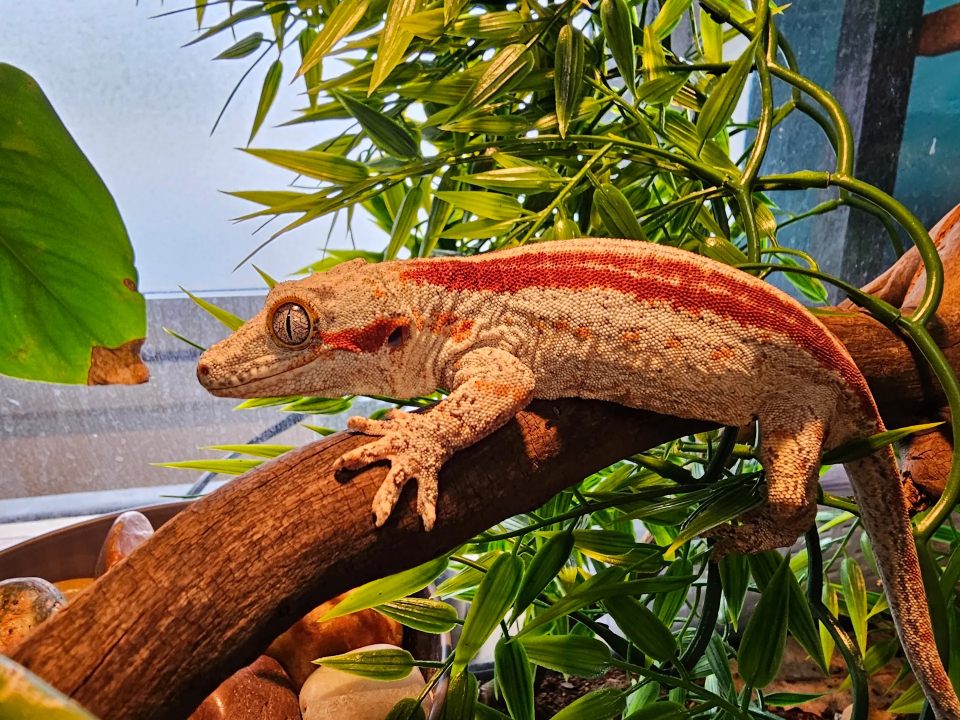 Gargoyle gecko at East Coast Pets